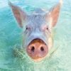 Exuma_Bahamas_Pigs